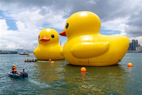 Bid farewell to the rubber ducks on Father's Day this weekend