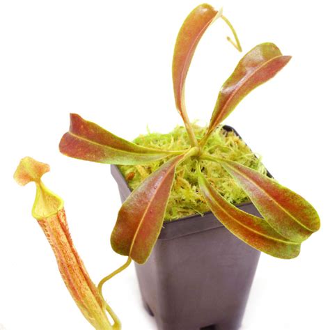 Tropical Pitcher Plants (Nepenthes) - Carnivorous Plants | Curious Plant