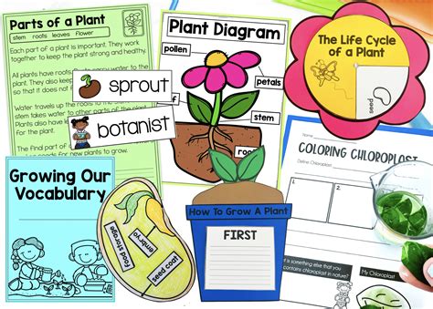 Image result for Plant Lesson First Grade