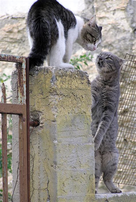 All about cats: Cat body language - The ears