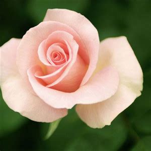 微信头像玫瑰花 粉色浪漫玫瑰花高清图片-个性头像