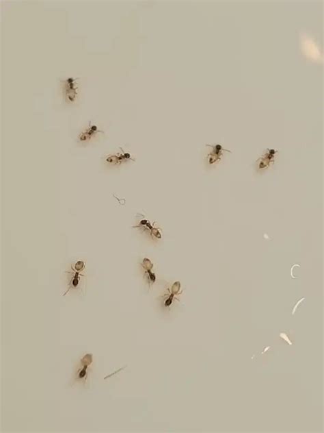 Why Are There Ants in My Bathroom & How to Remove Them