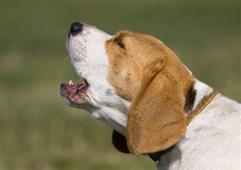 File:Military dog barking.JPG - Wikipedia