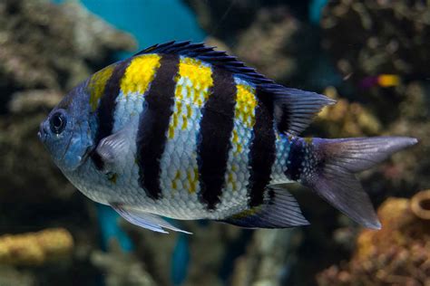 Sergeant Major Fish Sergeant Major Fish Píntano Fish Five Banded