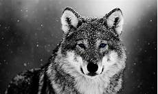 Snow Wolf Wallpaper by Wolf In The Snow Wallpaper By Thewolfromeo On Deviantart Snow Wolf Wallpaper