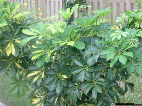 Schefflera Tree Invasive Florida 的图像结果