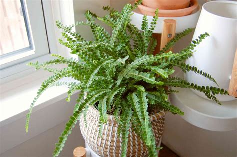 Indoor Fern Plants