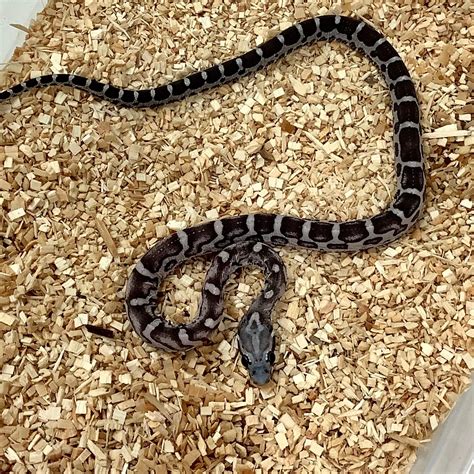 Black Corn Snake