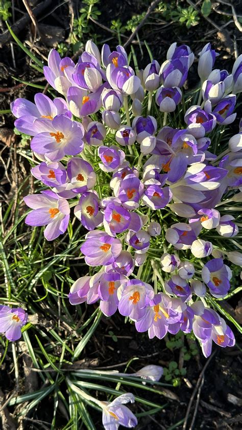 Name Of Purple Spring Flowers 13 Purple Shrubs That Add Color To Any