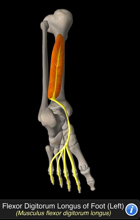 Flexor Digitorum Longus of Foot | Piede