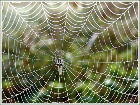 蜘蛛与蜘蛛网图片-动物-素彩图片大全