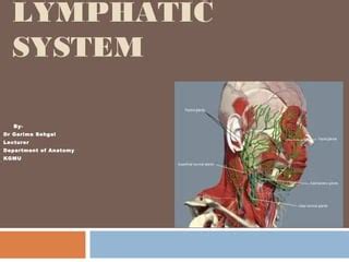 Basic Function of Lymphatic System 的图像结果