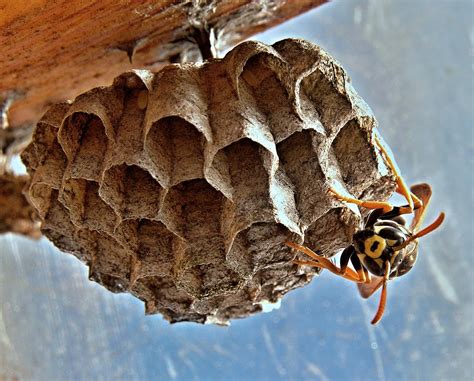 Wasp Control: Remove Wasp Nests From Your Property | Pest Detective