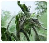 ORGANIC FARMING :: Trainings