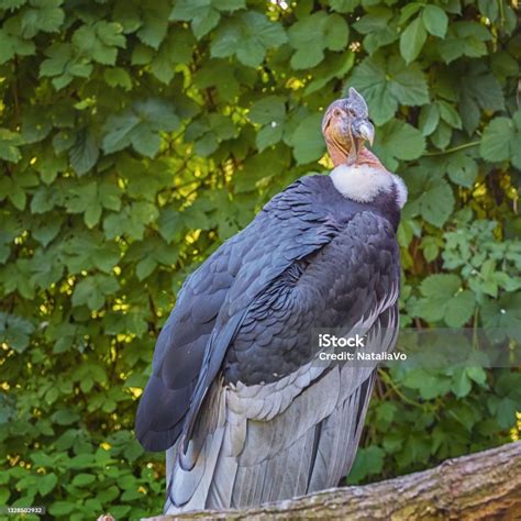Andean Condor Vultur Gryphus The Largest Bird Of Prey In The World ...