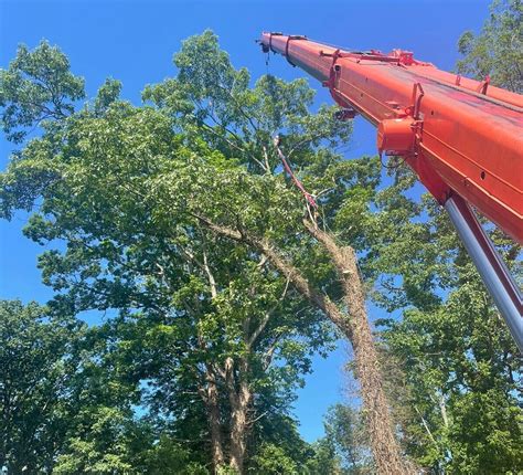 Image result for Tree Trimming Delaware