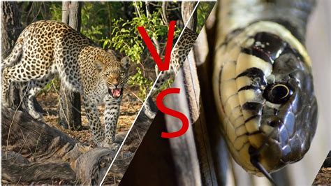 Image result for YouTube Leopard vs Python
