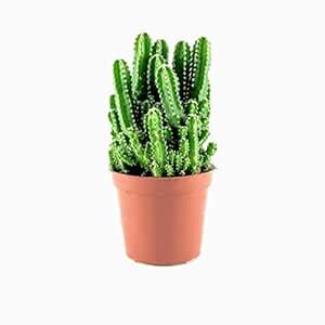 Creative Farmer Indoor Plant Oxygen Cereus Tetragonus (Variegated ...