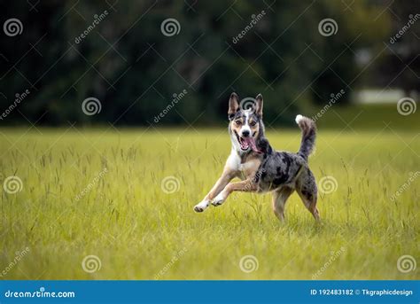 Koolie Australian Working Herding Dog or German Coolie Stock Photo ...