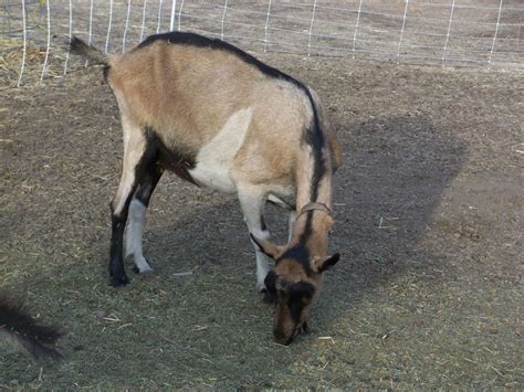 Alpine Dairy Goats - Highland Glenn Ranch