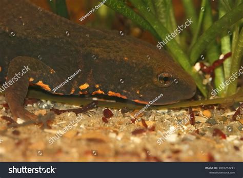 Paramesotriton Deloustali: Over 9 Royalty-Free Licensable Stock Photos | Shutterstock