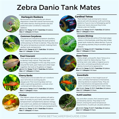 Zebra Danio Fish Care Size Life Span Tank Mates Breeding