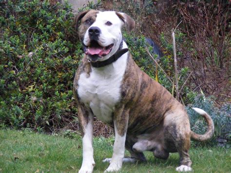 d American Bulldog Scott, American Bulldog Puppies, American Bulldogs ...