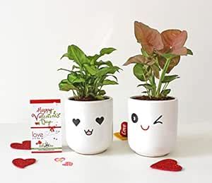 Rolling Nature Valentine's Day Gift Combo of Pink Syngonium & Green ...