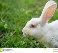 Image result for Baby Bunny White Background