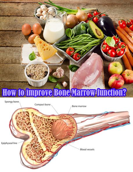 Image result for Bone Marrow Function