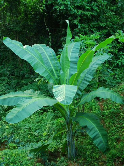 【香蕉树摄影图片】橡胶林边生态摄影_QQ543433719_太平洋电脑网摄影部落