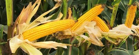 迪卡667玉米种介绍 | 农人网