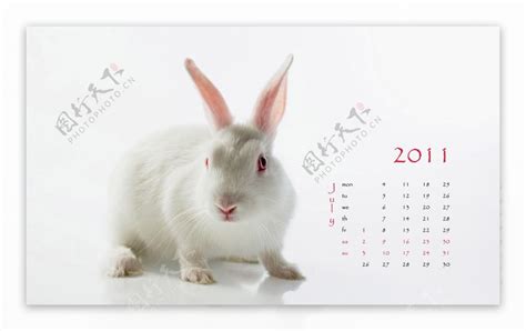 2011兔年挂历图片素材-编号08583200-图行天下