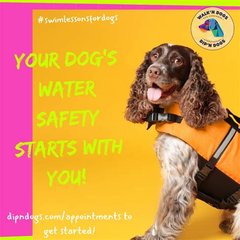 Dogs Swim Lessons 的图像结果