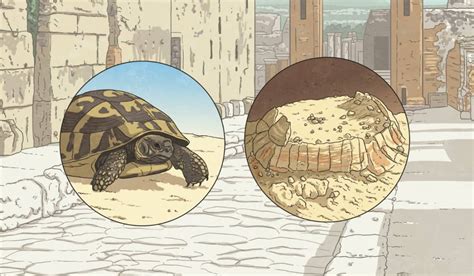 Pregnant Tortoise Remains Discovered in Pompeii - Twinkl NewsRoom