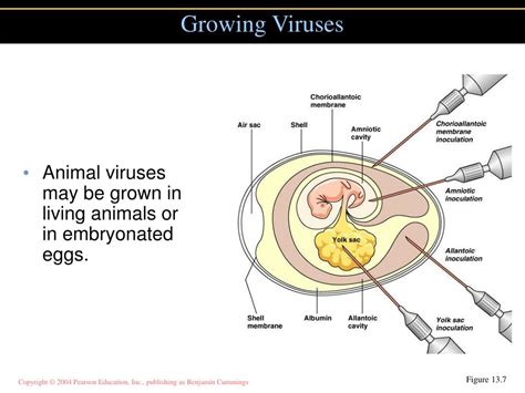 Virus Purification Process 的图像结果