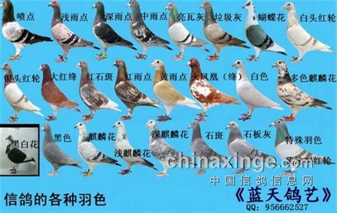 鸽子摄影图__鸟类_生物世界_摄影图库_昵图网nipic.com