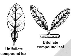 The Leaf: Types of Leaves, Phyllotaxy, Venation and Modifications of ...