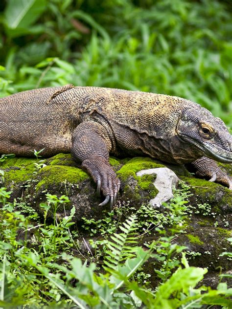 Komodo Dragon Baby In Tree