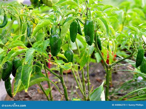 Jalapeno pepper stock photo. Image of spicy, jalapeno - 44886270