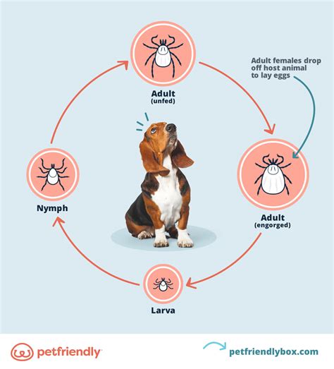 When to Start Flea and Tick Treatment For Puppies & Kittens ...