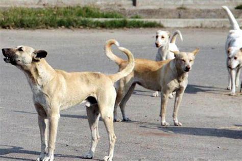 Stray dog bites three kids near Kumbakonam