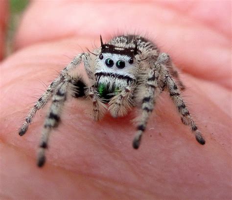 Spiders of North Carolina