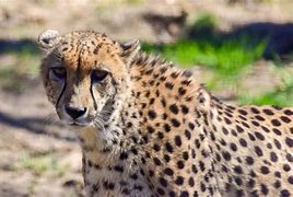Image result for Animals That Cheetahs Eat