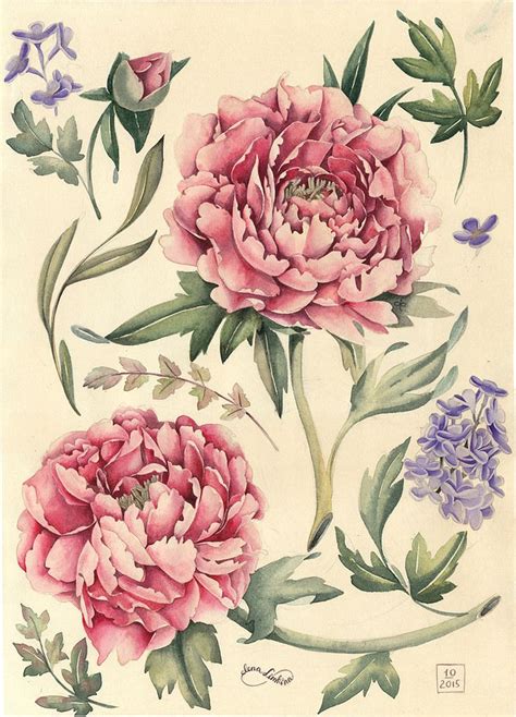 botanical illustration peony