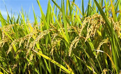 杂交水稻是转基因吗 杂交水稻和普通水稻的区别 - 农业百科