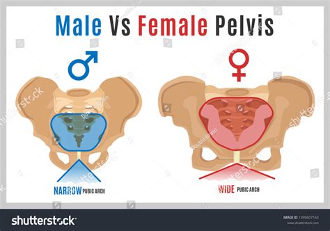 Male Vs Female Pelvis Differences Anatomy Of Skeleton - vrogue.co