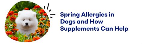 Spring Allergies in Dogs and How Supplements Can Help – K9 Vitality