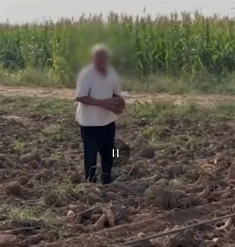 女子承包500亩地种红薯，被附近村民组团偷挖，已提前刨出售卖