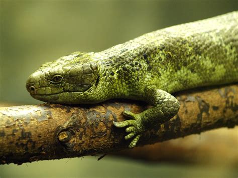 Monkey-tailed skink - ZooChat